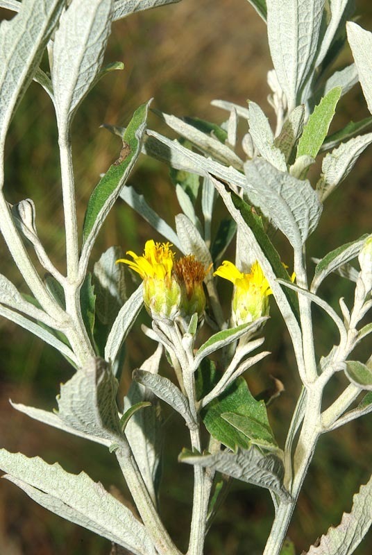 Anisopappus smutsii