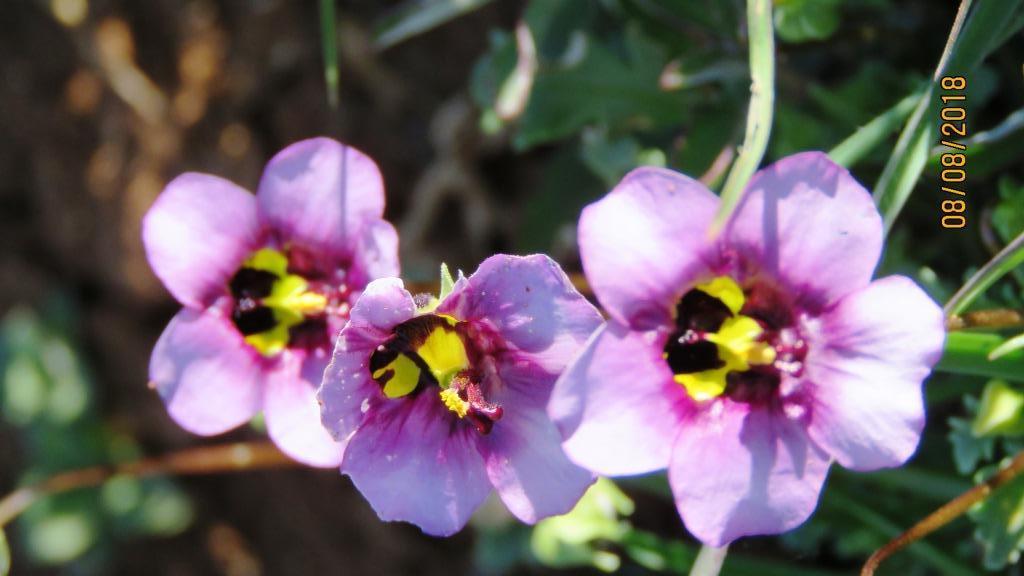Diascia cardiosepala