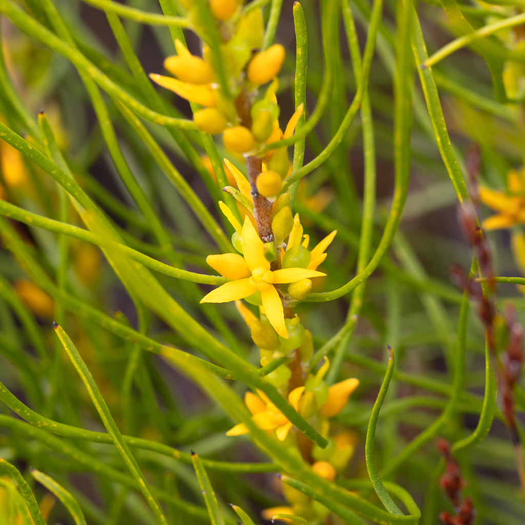 Acidonia microcarpa