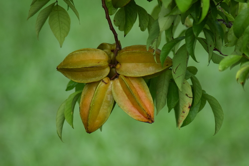 Averrhoa carambola - Leaves
