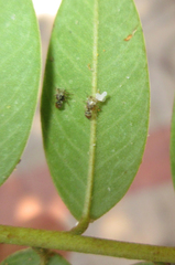 Platycorypha nigrivirga