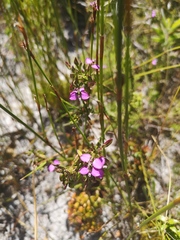 Polygala recognita