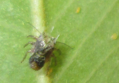 Platycorypha nigrivirga