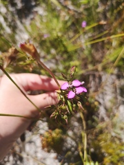 Polygala recognita