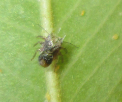 Platycorypha nigrivirga