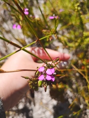 Polygala recognita