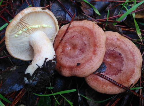 Yellow-staining Milk Cap