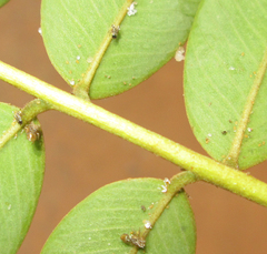 Platycorypha nigrivirga