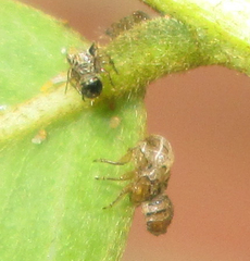 Platycorypha nigrivirga