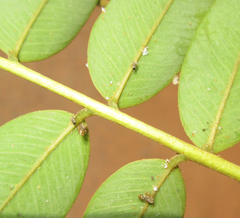 Platycorypha nigrivirga