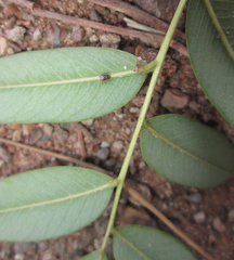 Platycorypha nigrivirga