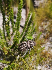 Hetrodes pupus pupus