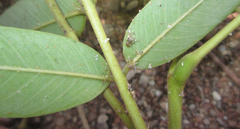 Platycorypha nigrivirga