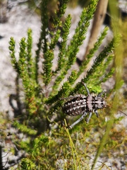 Hetrodes pupus pupus