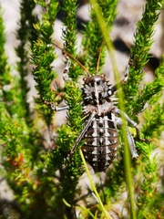 Hetrodes pupus pupus