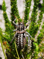 Hetrodes pupus pupus