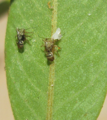 Platycorypha nigrivirga