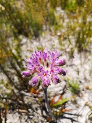 Dilatris corymbosa