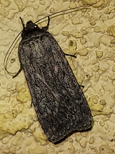 Spaelotis bicava