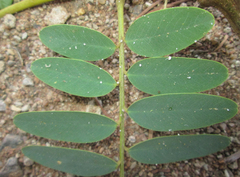 Platycorypha nigrivirga