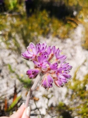 Dilatris corymbosa