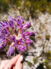 Dilatris corymbosa