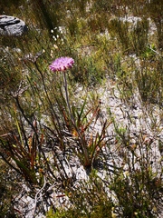 Dilatris corymbosa
