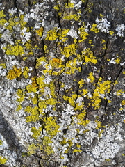 Candelaria concolor