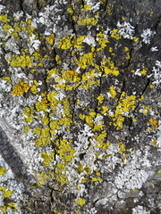 Candelaria concolor