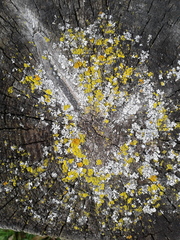 Candelaria concolor