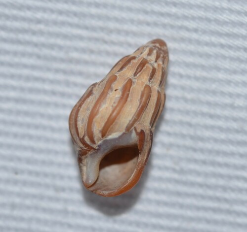 Melanopsis costata, 2023-04-23