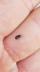 Geocoris megacephalus