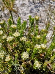 Agathosma hookeri