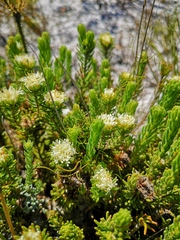 Agathosma hookeri
