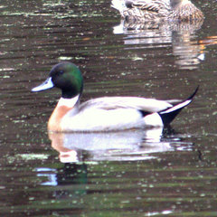 Anas platyrhynchos × acuta