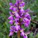 Anacamptis morio picta - Photo (c) Emilio, some rights reserved (CC BY-NC-ND)