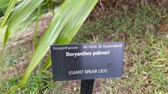 Doryanthes palmeri