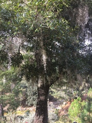 Quercus affinis