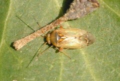 Pinalitus cervinus