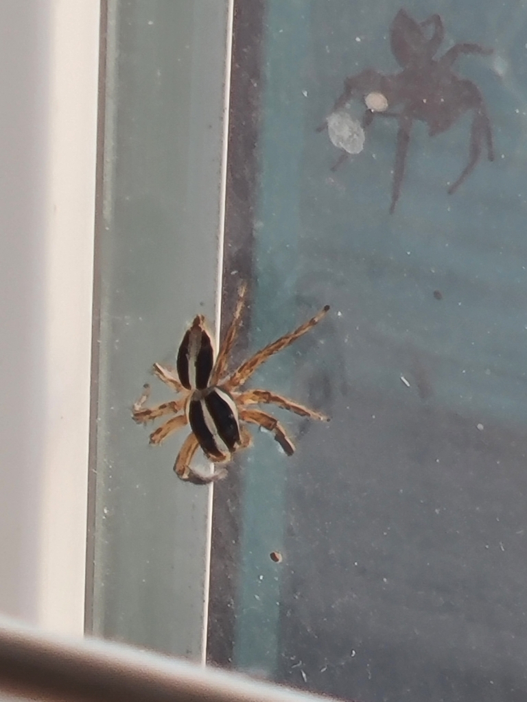 Pantropical Jumping Spider From CORP CHRISTI TX 78411 USA On May 17 2023 At 05 01 PM By Sara