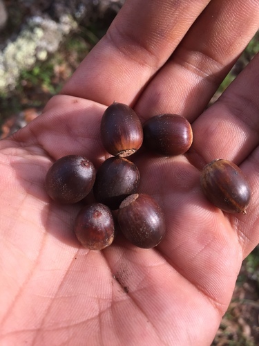 Quercus affinis