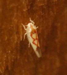 Zygina flammigera