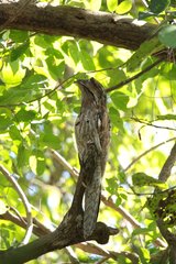 Nyctibius jamaicensis