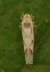 Zygina flammigera