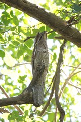 Nyctibius jamaicensis
