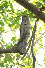 Nyctibius jamaicensis