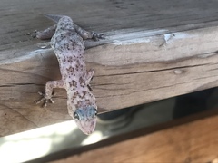 Phyllodactylus nocticolus