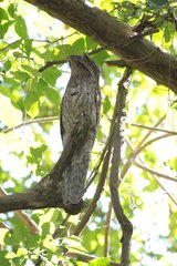 Nyctibius jamaicensis