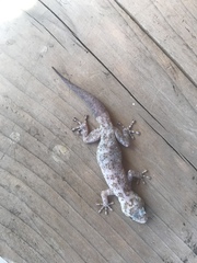 Phyllodactylus nocticolus