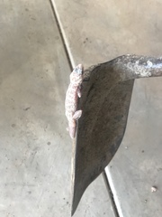 Phyllodactylus nocticolus